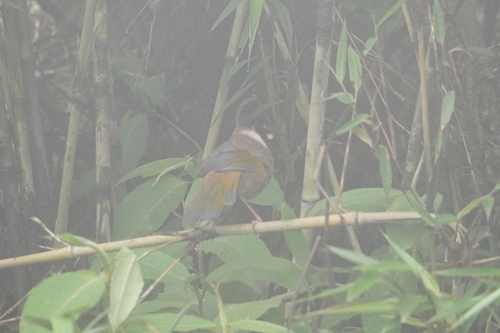 Black-faced Laughingthrush (Trochalopteron affine), photo 5