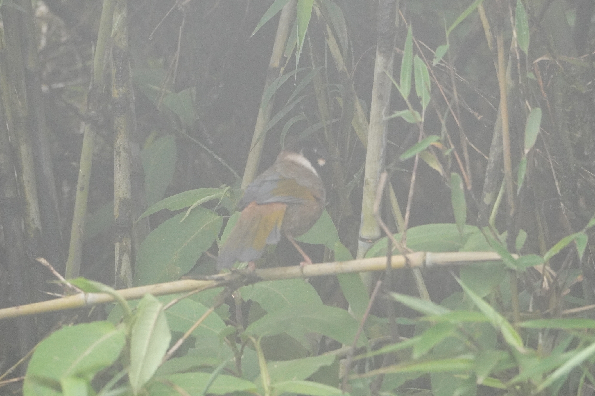 Black-faced Laughingthrush (Trochalopteron affine), photo 5