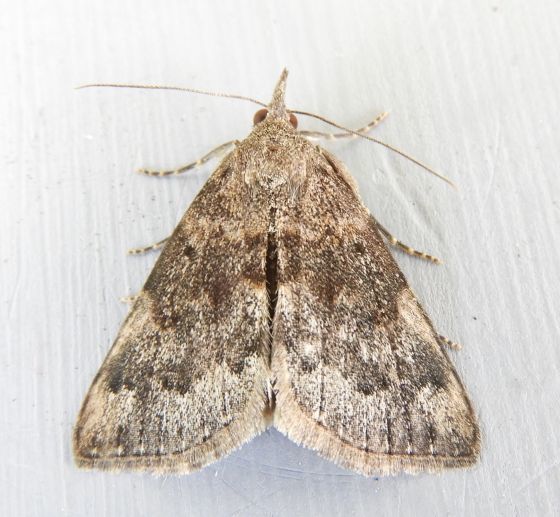Hypena vega