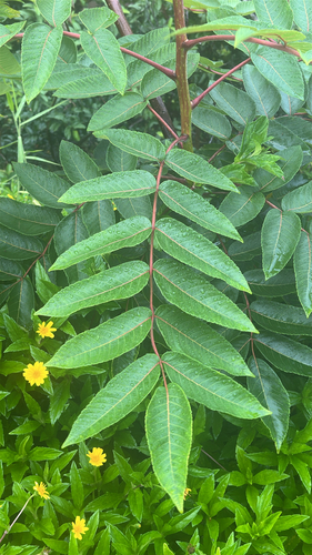 Rhus sandwicensis observed 2026-06-01