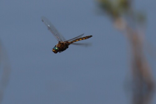 Beaverpond Baskettail photo 5