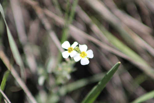 Physaria purpurea