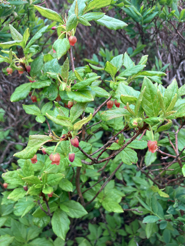 Rhododendron pilosum, photograph 4