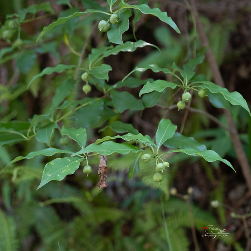 Pittosporum illicioides