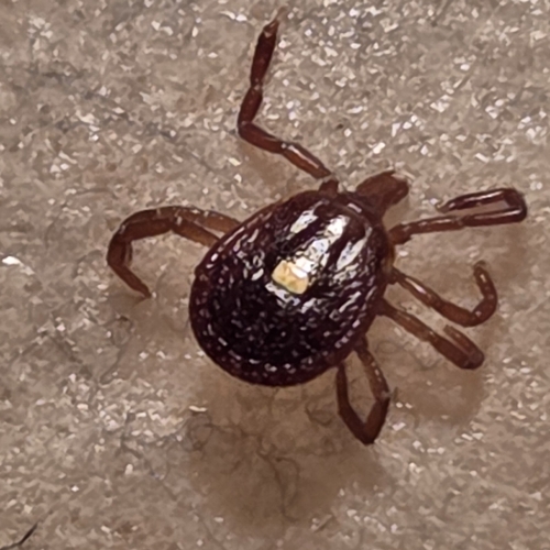 Lone Star Tick