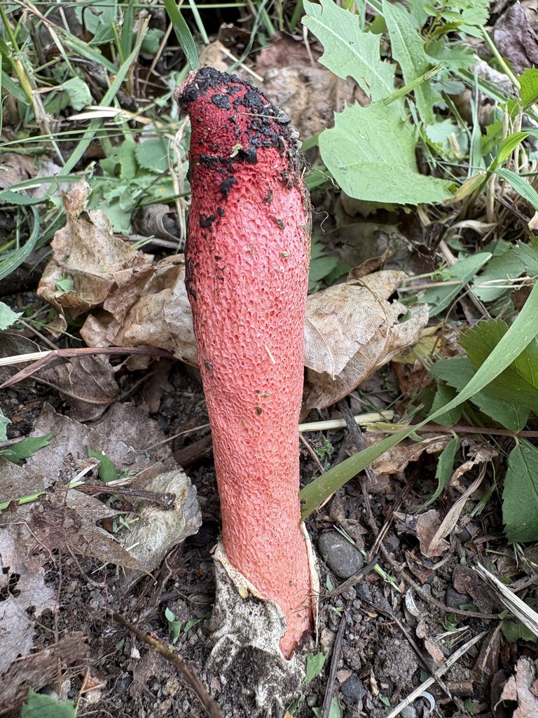 red stinkhorn · June 2026 · photo: Photo: (c) sylbobaggins, some rights reserved (CC BY) · iNaturalist