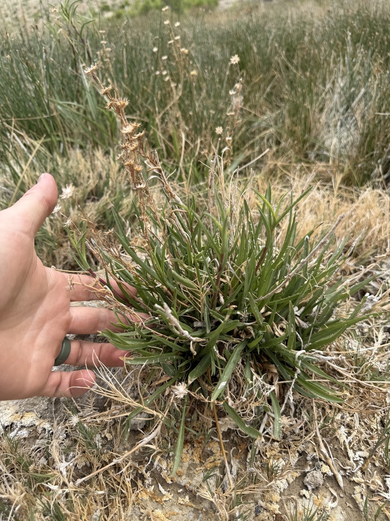 Pyrrocoma mineralis
