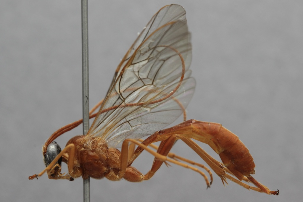 Cidaphus sinuosus