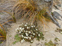 Gentianella saxosa