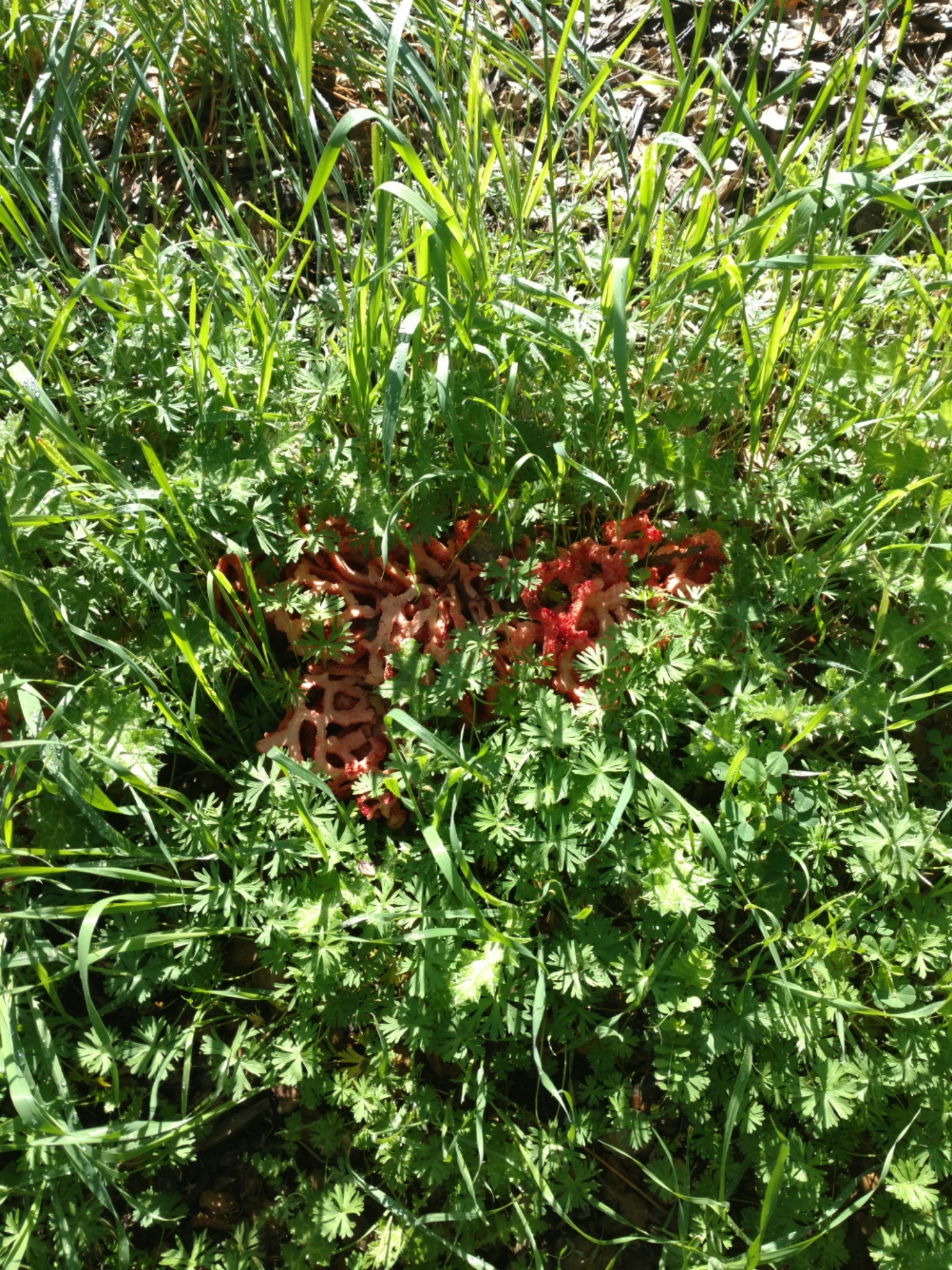 Clathrus image