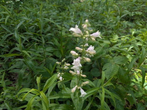 Penstemon calycosus