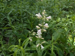 Penstemon calycosus