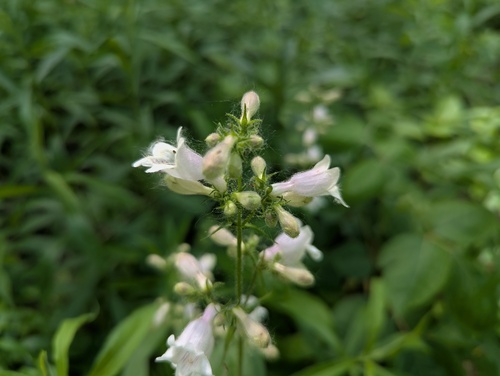 Penstemon calycosus, photograph 1