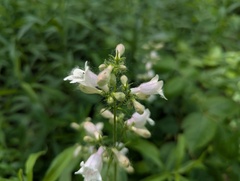 Penstemon calycosus, photograph (c) Ryan Sorrells, some rights reserved (CC BY)