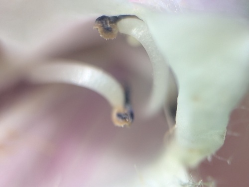 Penstemon calycosus, photograph 2