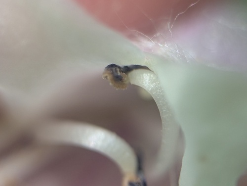 Penstemon calycosus, photograph 3