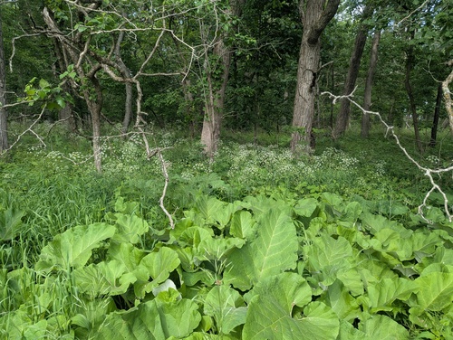 Perideridia americana