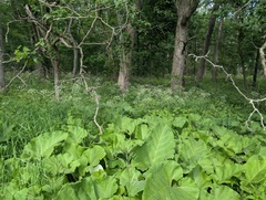 Perideridia americana