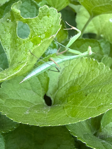 European Mantis