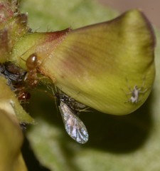Insecta