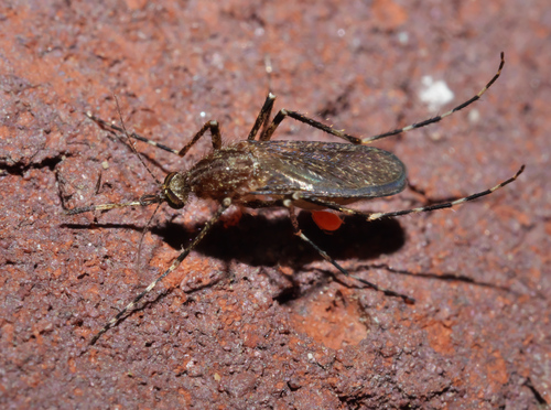 Cattail Mosquito photo 3