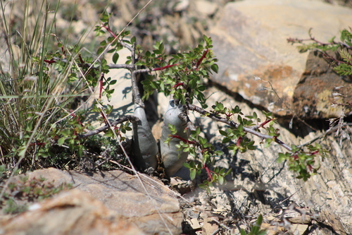 Bursera fagaroides, photograph 4