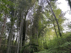 Phyllostachys bambusoides
