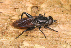 Chalcosyrphus piger