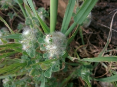 Trifolium pilulare