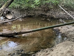 Phyllostachys bambusoides