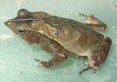 Rhinella proboscidea