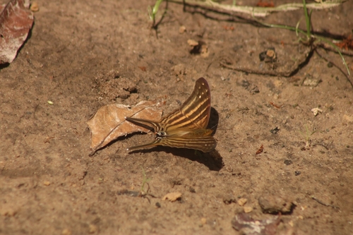 Many-banded Daggerwing