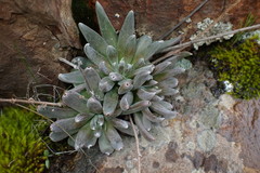 Dudleya abramsii calcicola