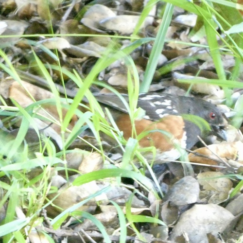 Spotted Towhee