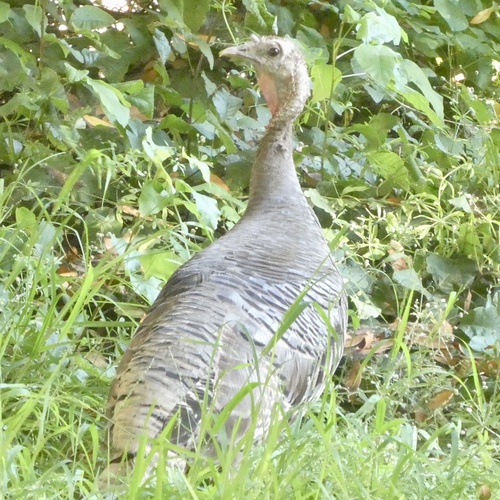 Narragansett Turkey