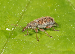 Nemonychidae