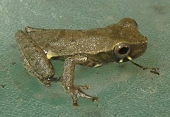 Dendropsophus brevifrons