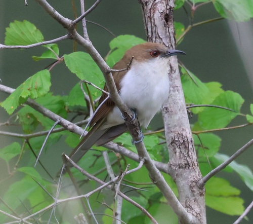 Black-billed Cuckoo observed by benzerante