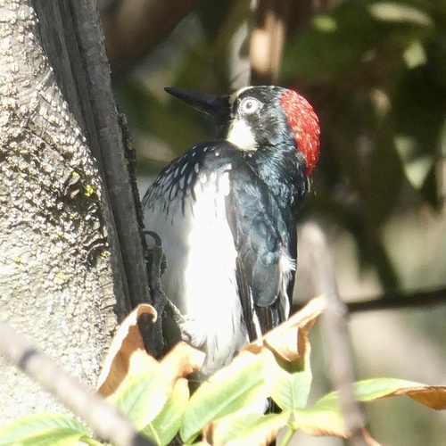 Acorn Woodpecker