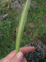 Hordeum bulbosum