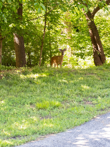 White-tailed Deer