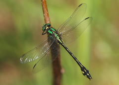 Ophiogomphus anomalus