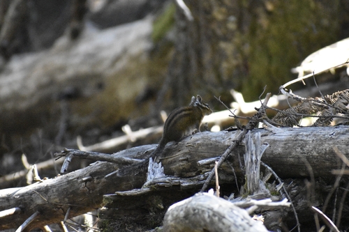 Townsend's Chipmunk observed by nkurth