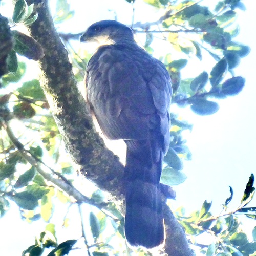 Cooper's Hawk