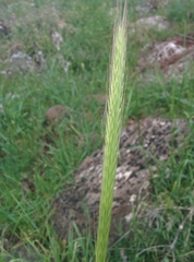 Hordeum bulbosum