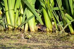 Laterallus melanophaius