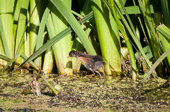 Laterallus melanophaius