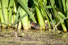 Laterallus melanophaius