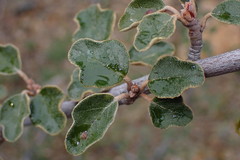 Fremontodendron californicum