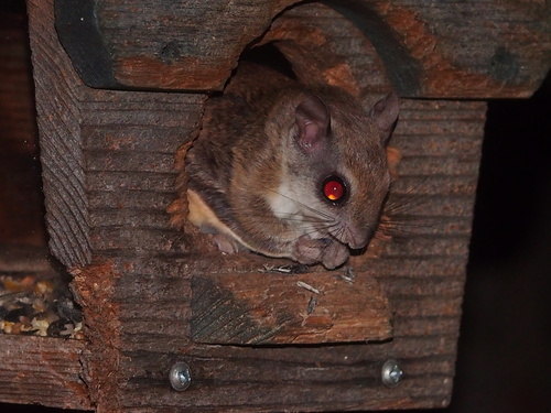 Southern Flying Squirrel observed by ken-potter